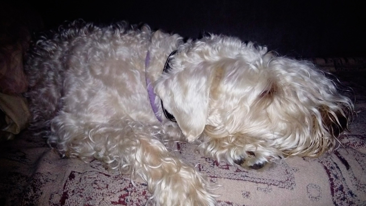 Грейс, спит / фотогафия автора