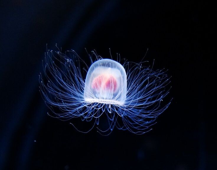 Turritopsis dohrnii