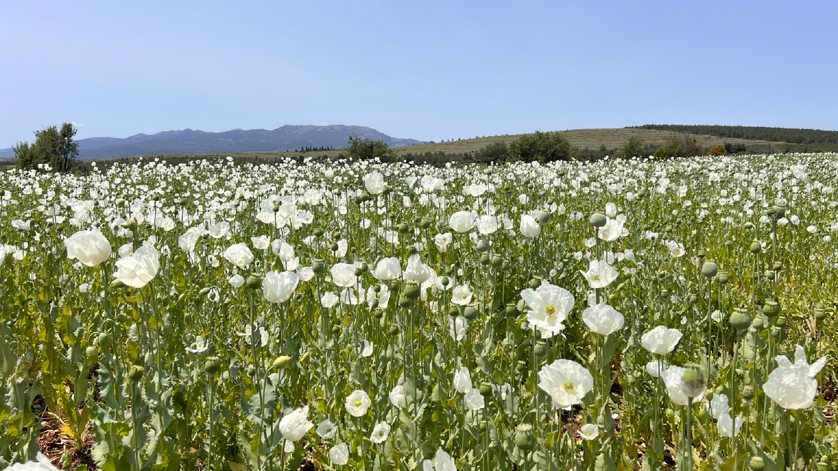 Белые маки в Турции