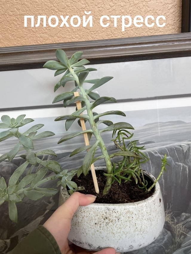 Фото 1 - Пример плохого стресса у суккулентов.