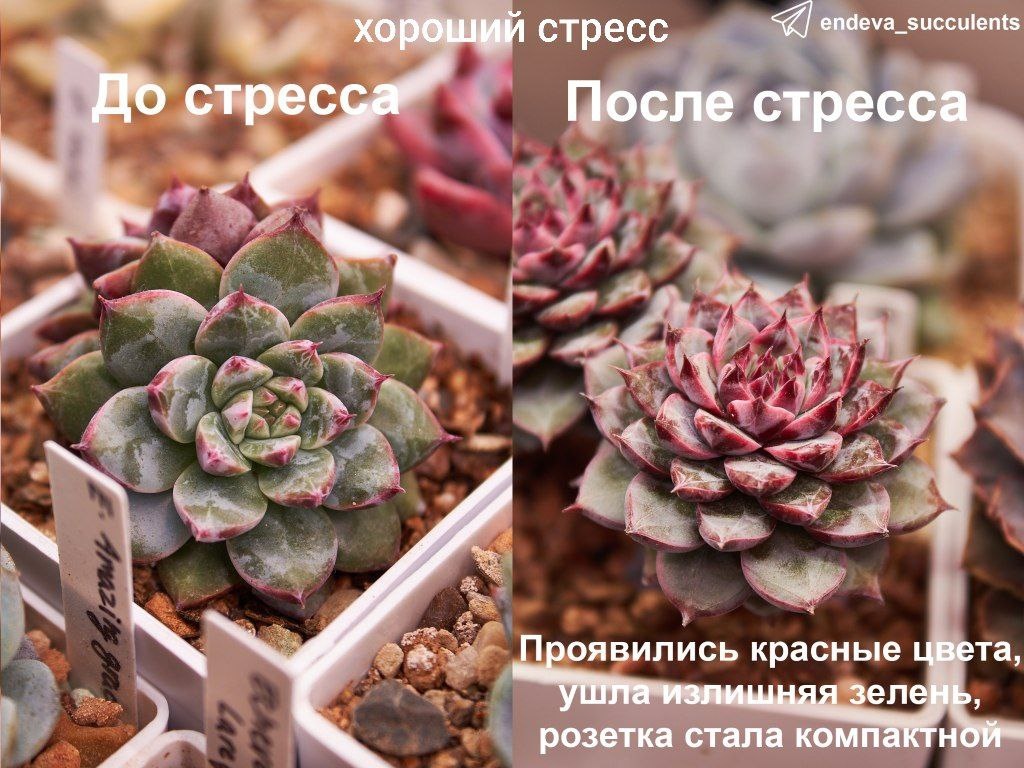 Фото 2 - Пример хорошего контролируемого стресса у Echeveria New Boa.