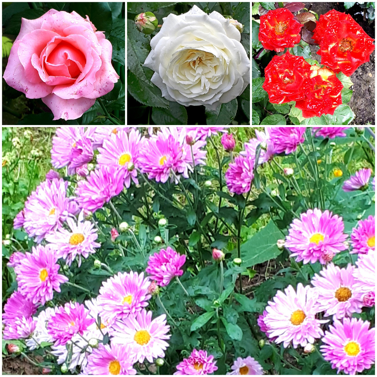 Коллаж автора 15.08.2025г.