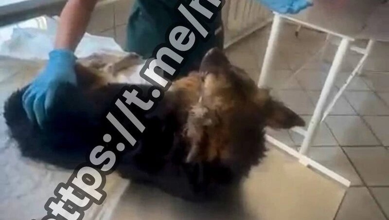      Фото: соцсети Михаила Миненкова