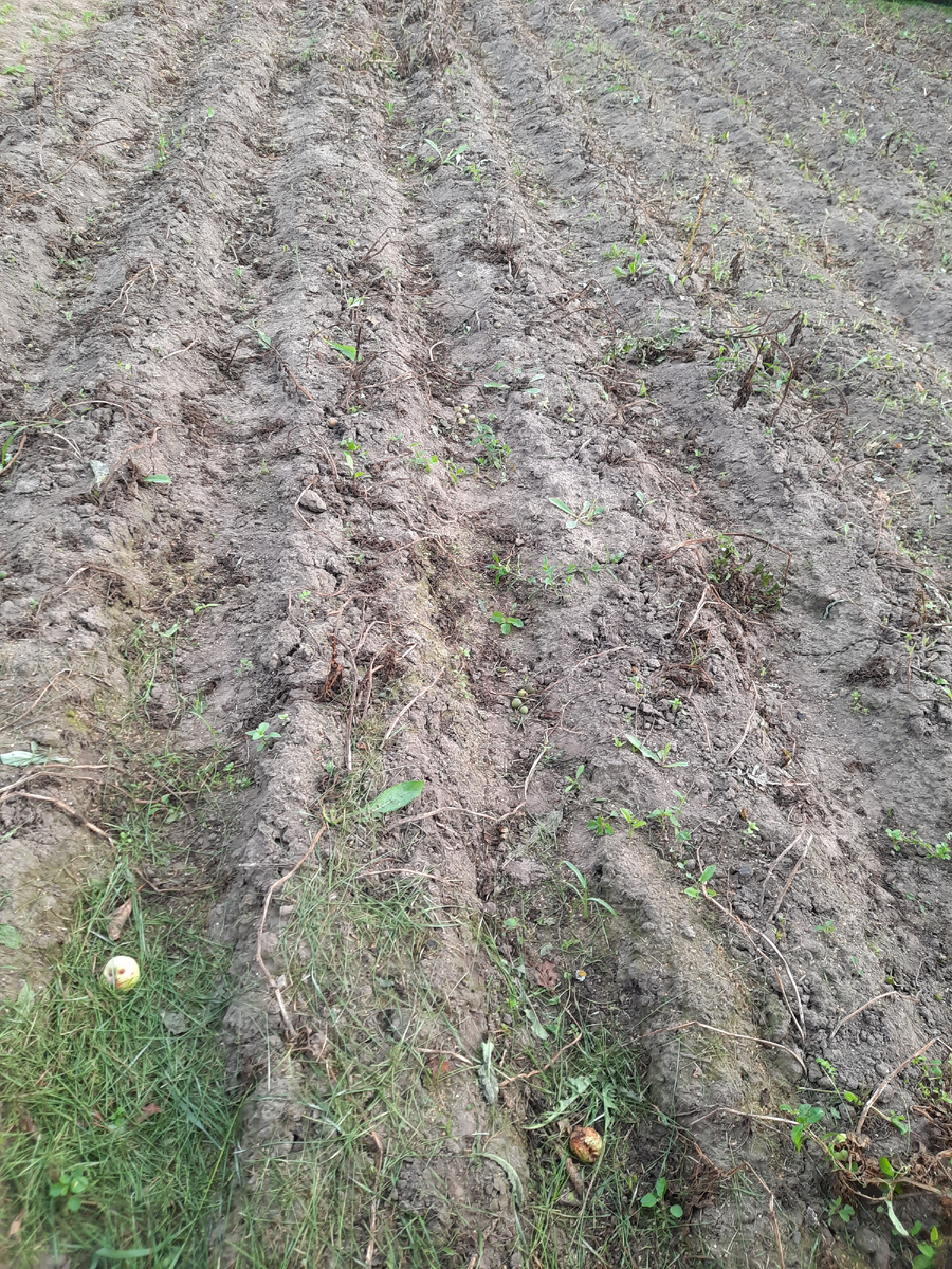 Это картофельное поле с "хвостиками" от ботвы