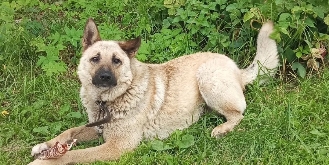 Гром- громкий лай надежды. История пса потерявшего свой дом