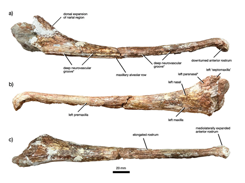 Череп юпийкама.