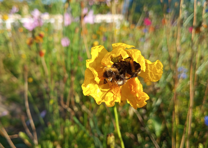 Сколько шмелей на одном цветке вы здесь видите?