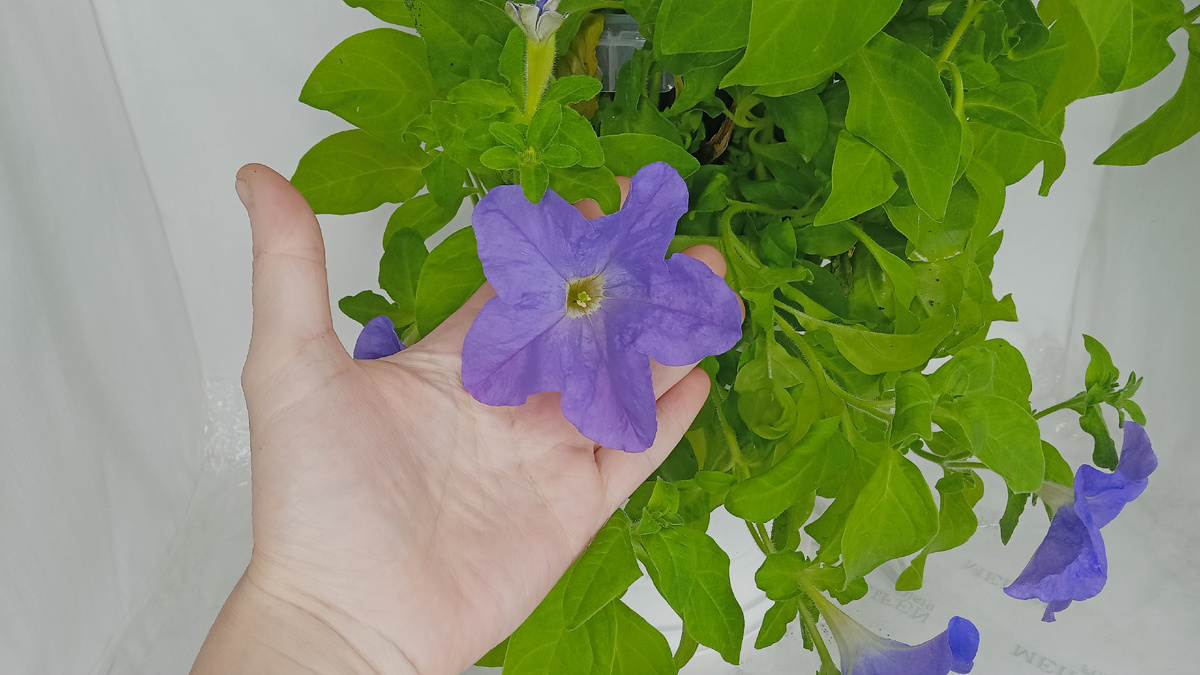 диаметр цветка до 8-ми сантиметров