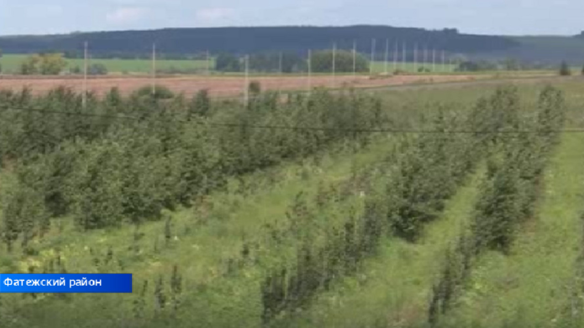    Под Фатежом в Курской области появится предприятие по переработке плодов