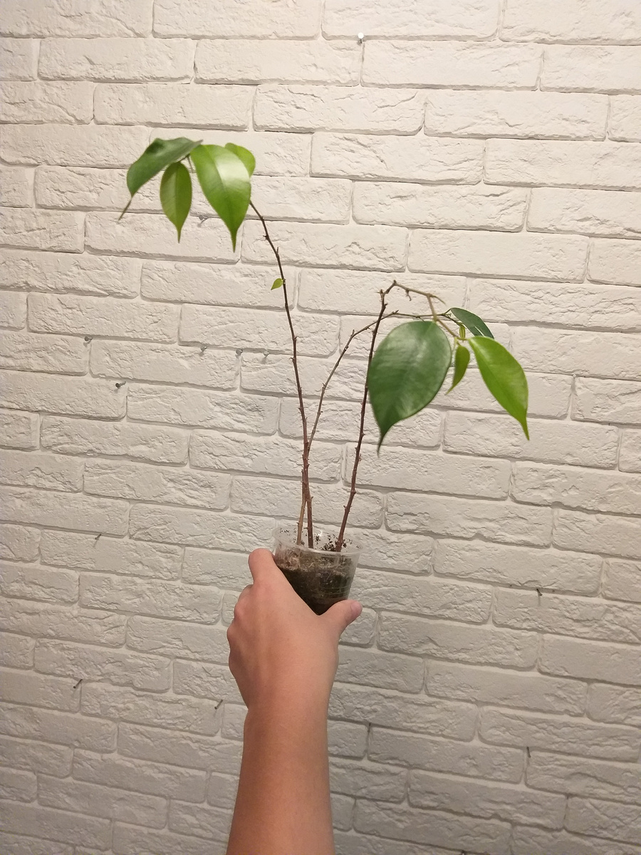 Отростки фикуса Бенджамина для косы