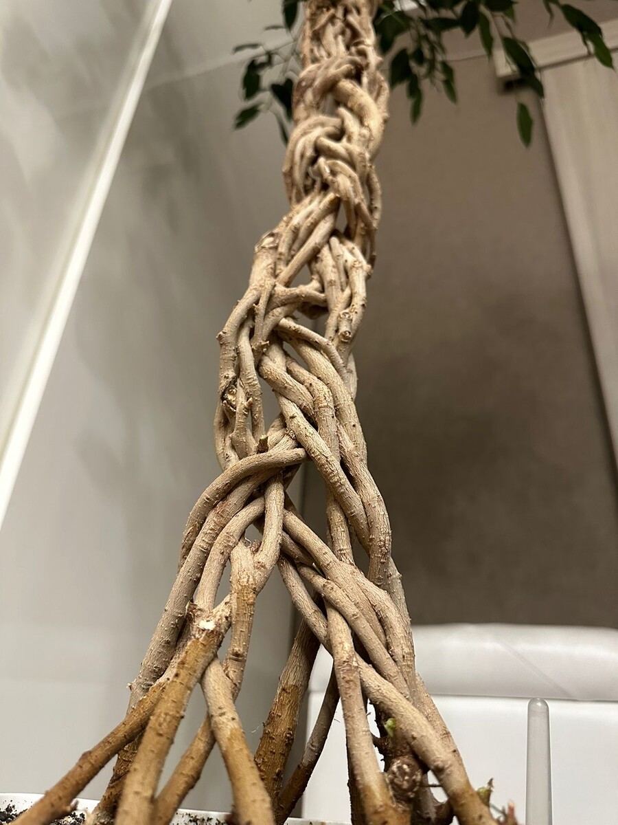 Редкий фикус Бенджамина, переплетеный из 16ти стволов