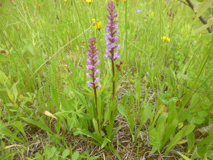 Рядом выросли аж два кокушника длиннорогих! (фото из архива автора)