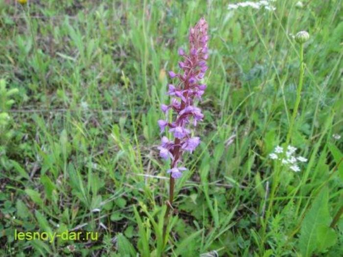 Соцветие кокушника длиннорогого - самая приметная часть растения (фото с блога "Лесная кладовая")