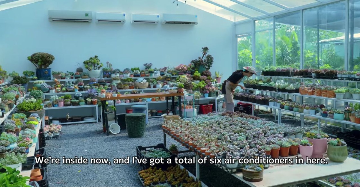 Фото 1 - Содержание суккулентов в специально оборудованной теплице во Вьетнаме.