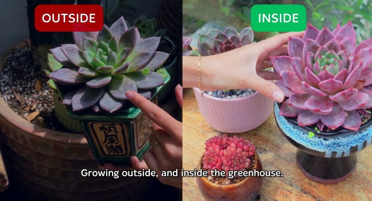 Фото 2 - Пример окраски азиатских суккулентов при содержании на улице (слева) и при содержании в теплице (справа).