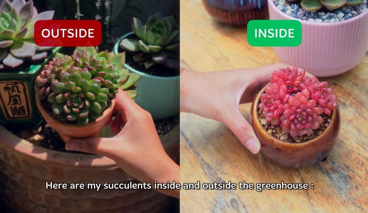 Фото 3 - Пример окраски азиатских суккулентов при содержании на улице (слева) и при содержании в теплице (справа).