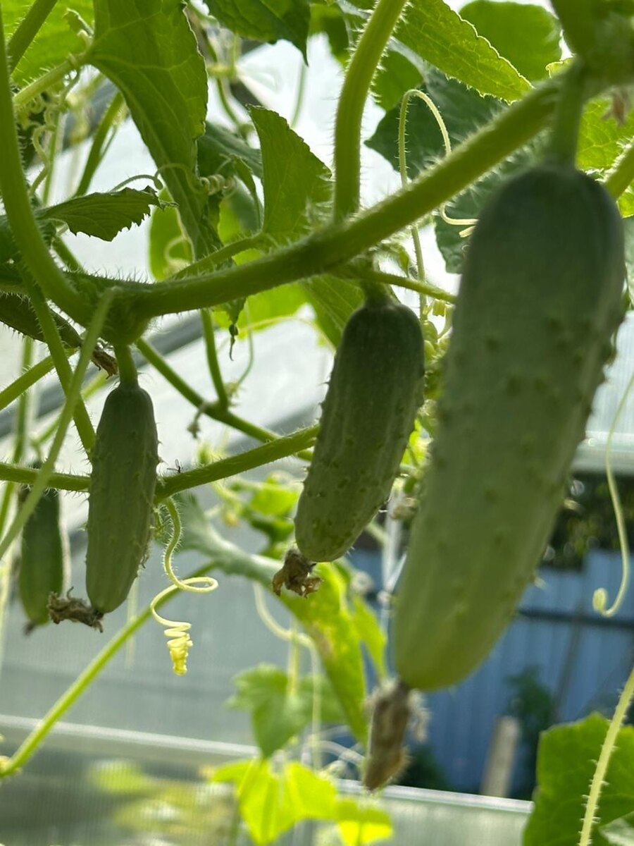 Фото автора.