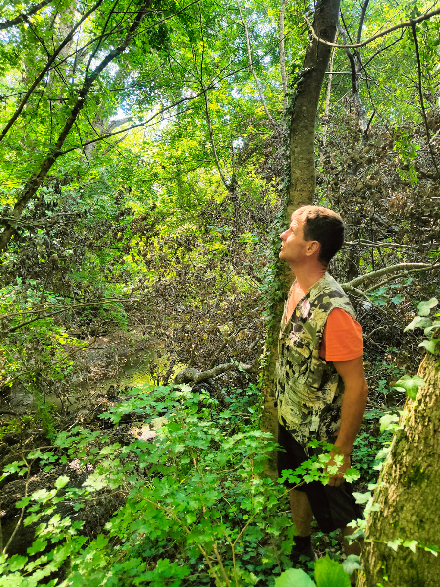 Смотрим на дерево, от него отвалилась крупная ветка и в воздухе  стоял его свежий запах 