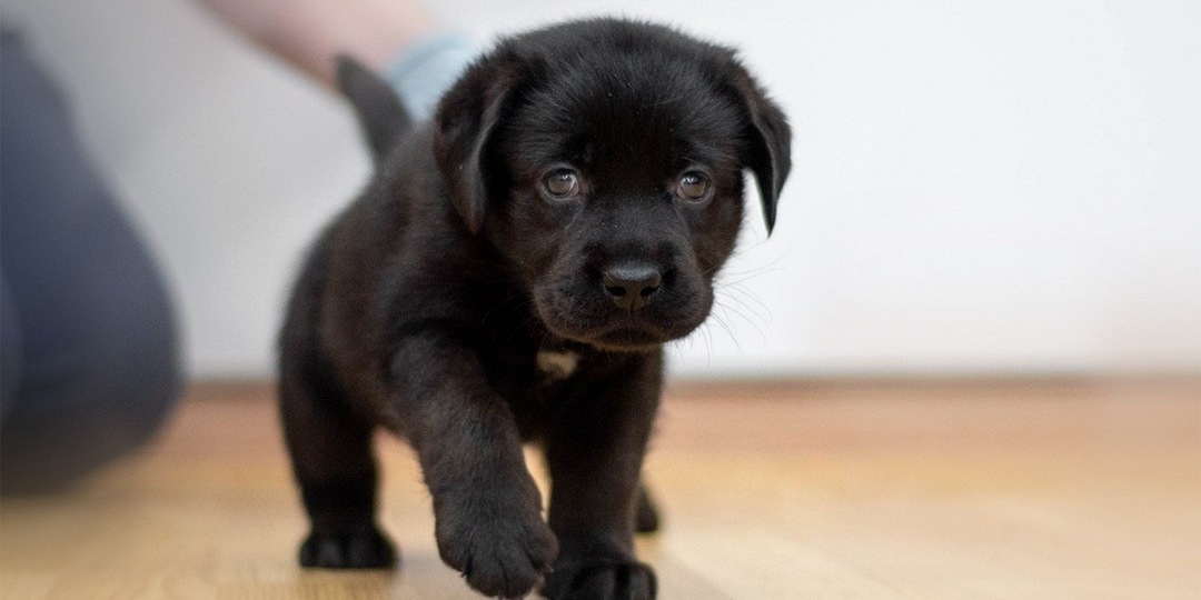 Первый в России пес из пробирки нашел хозяйку