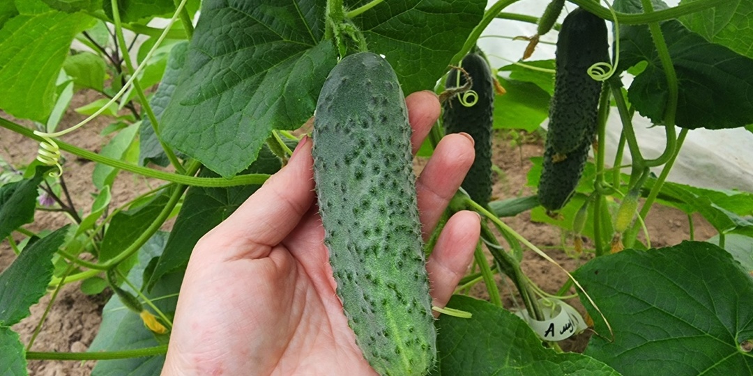 1 ст. л. на 10 л воды для полива огурцов. Продляем плодоношение в августе