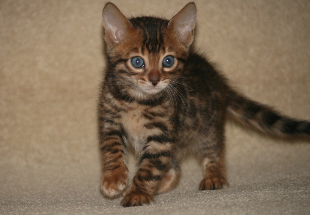 бенгальские котята