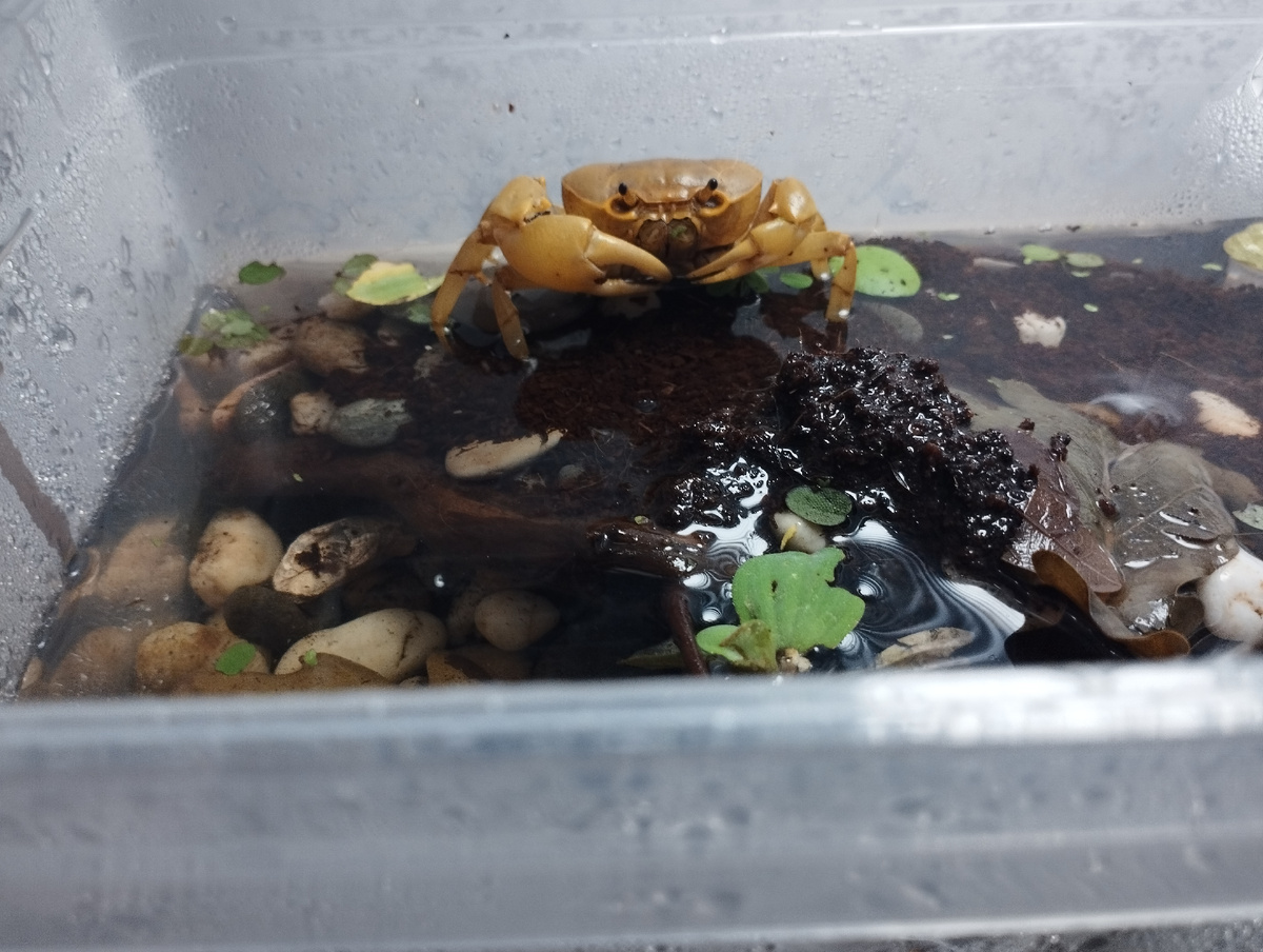 Бананчик никуда не спешит