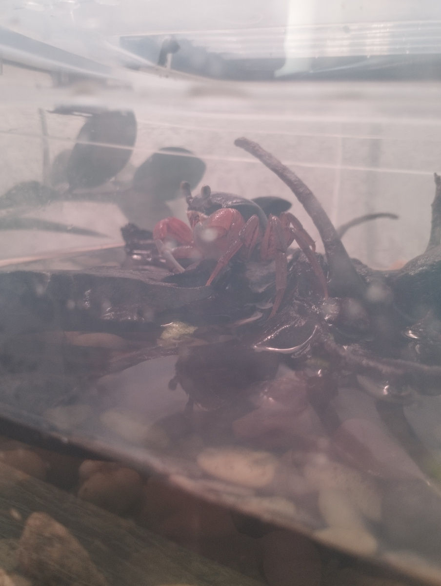 Радужный Клацц не знает покоя