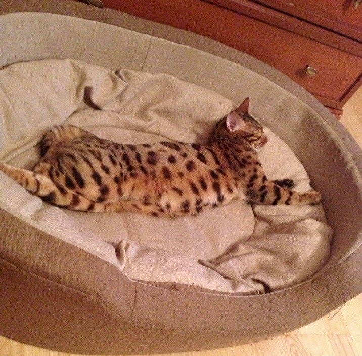 вирусы у бенгальских кошек