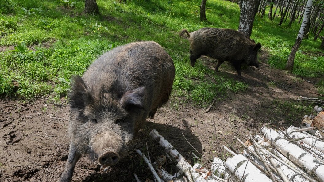    Shatokhina Natalia/Globallookpress