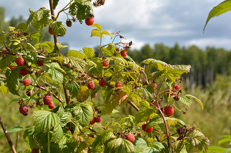Открытый источник Яндекс Картинки