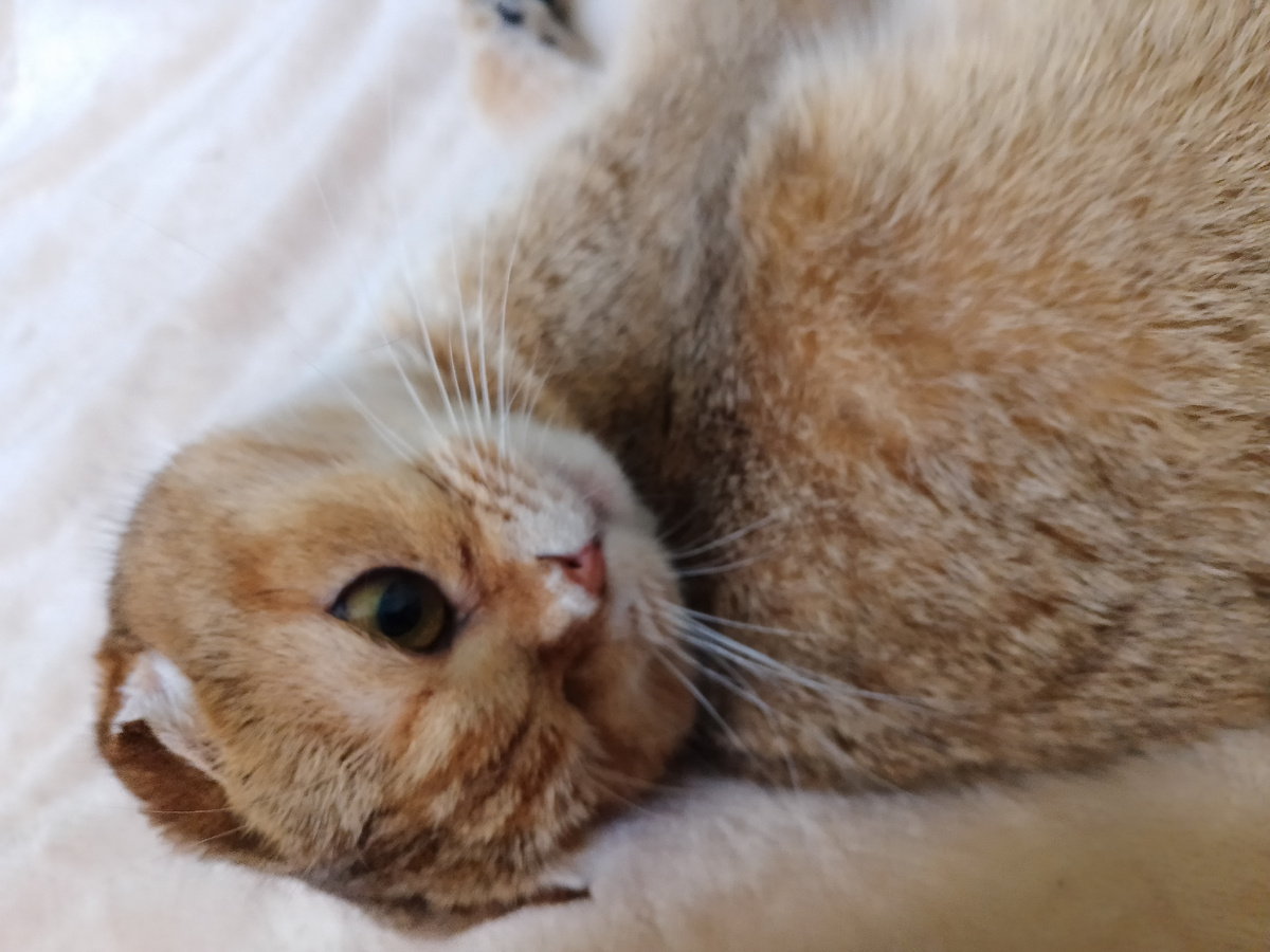 Милашка моя