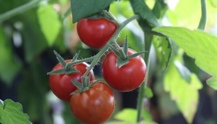     Фото: по лицензии CC0 Pxhere.com