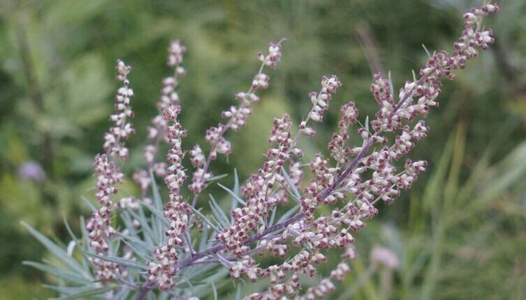    Полынь обыкновенная Фото: по лицензии CC0 Pxhere.com