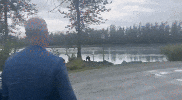    "Встретили медведя на Аляске перед саммитом США и России. Надеюсь, это хороший знак", - глава РФПИ Дмитриев. Видео: ТГ-канал Shot