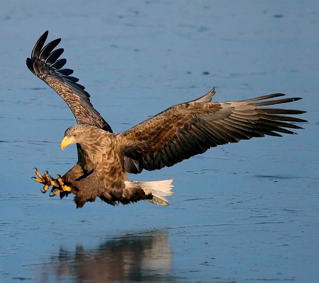 Орлан-белохвост