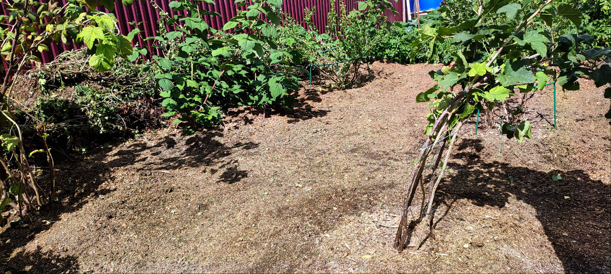 Ну вот,  на этом участке навела порядок. 