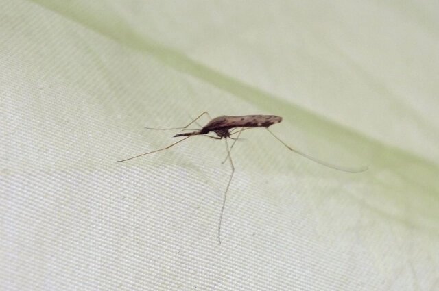    Малярийный комар с Нижнего Амура. Фото: Commons.wikimedia.org