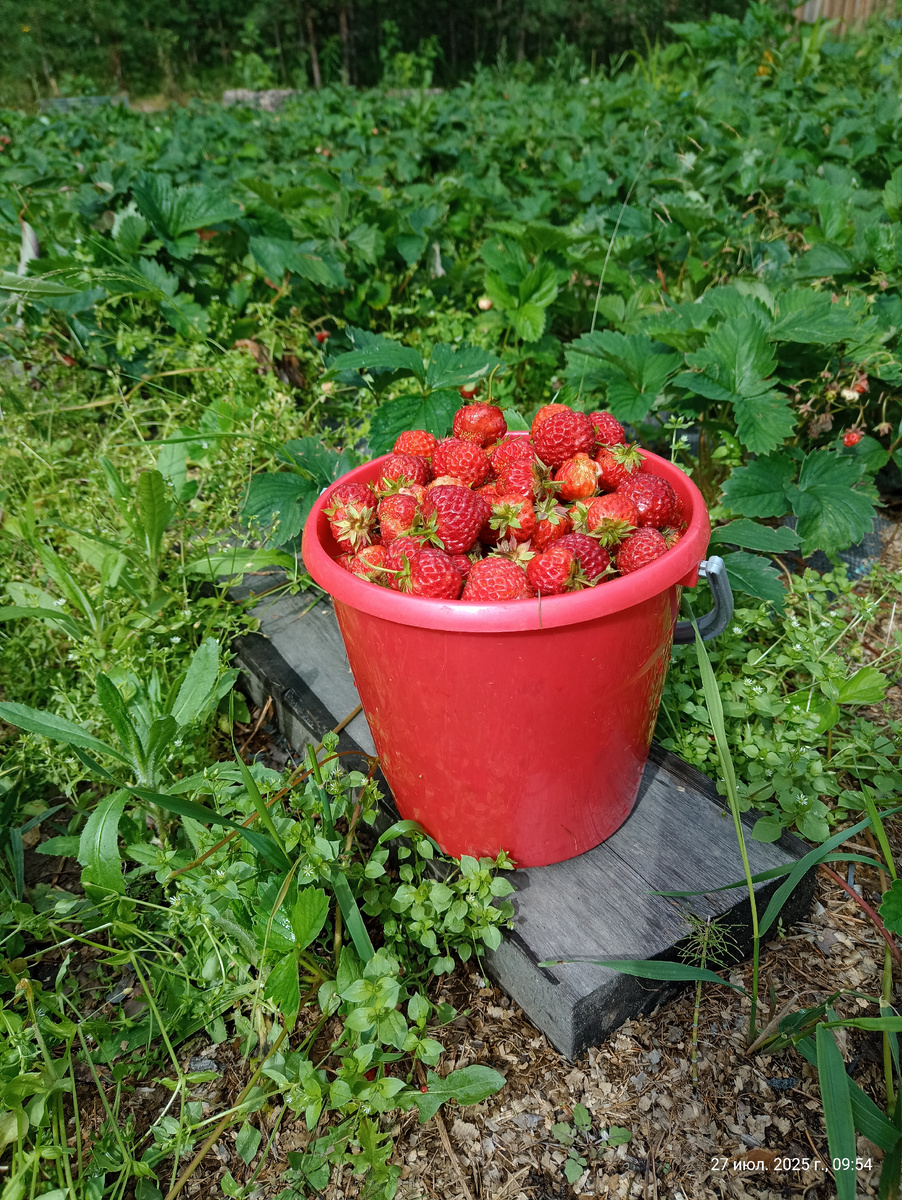 Еда. Сама выросла, чесслово