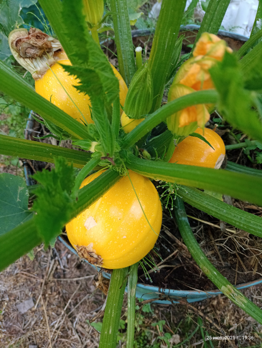 Чистой воды самосев)