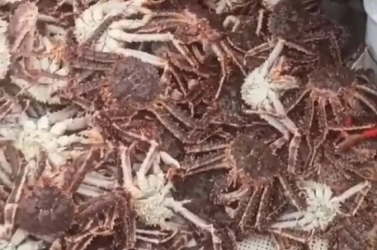    Браконьеры из Приморья пойдут под суд за вылов краба на 4 миллиона рублей