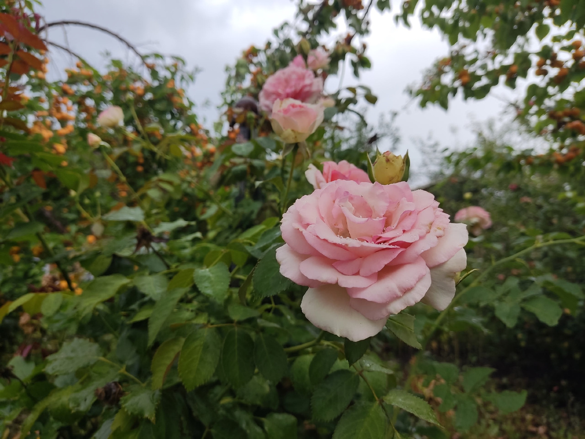 Плетистая роза Pierre de Ronsard на фоне абрикосов