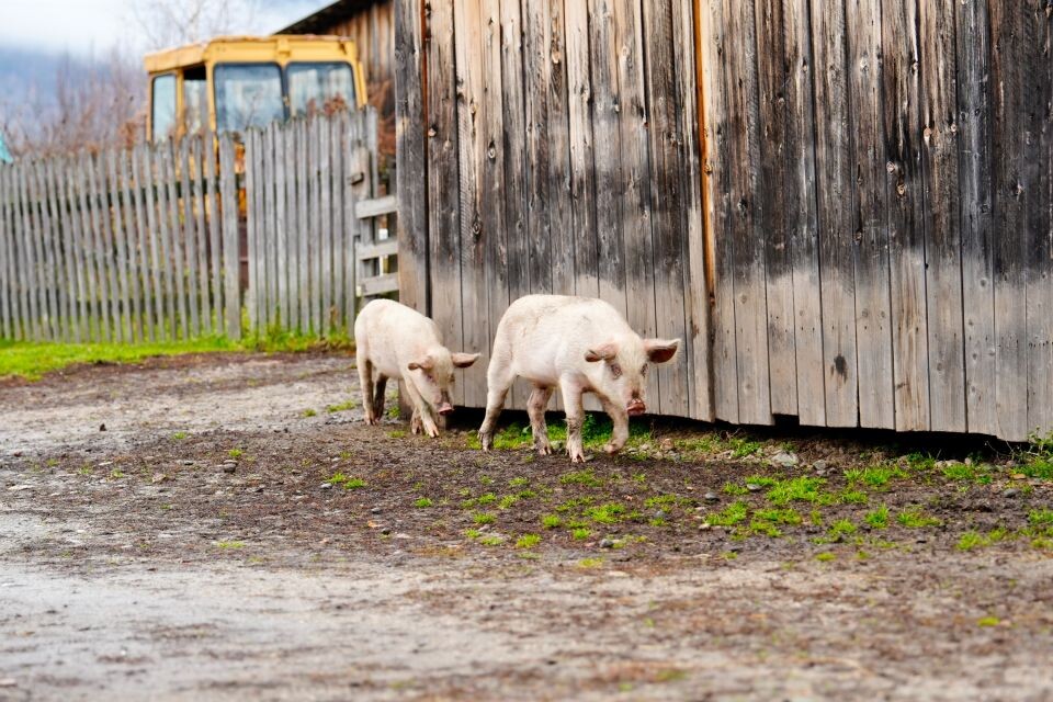    Село. Деревня. Свиньи. Источник: Андрей Сороко