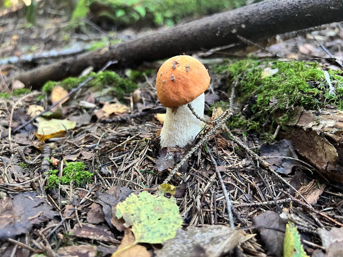 Вчерашний подосик.