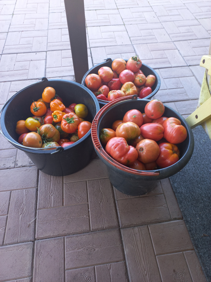 Мои помидоры встретили меня с радостью. Чего не скажешь про меня. 