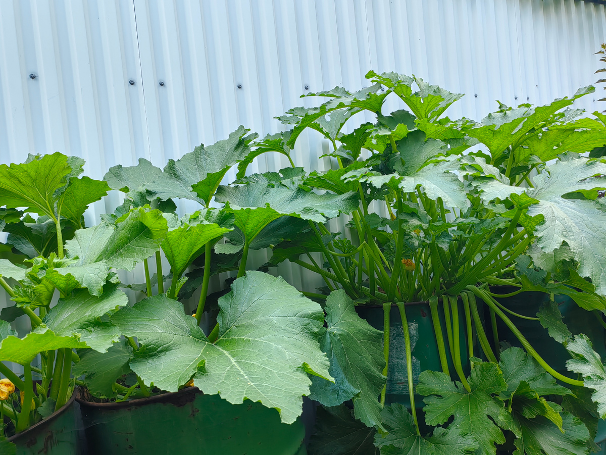 У меня участок сырой. Я выращиваю кабачки в бочках. При соблюдении агротехники на урожаи не жалуюсь. 