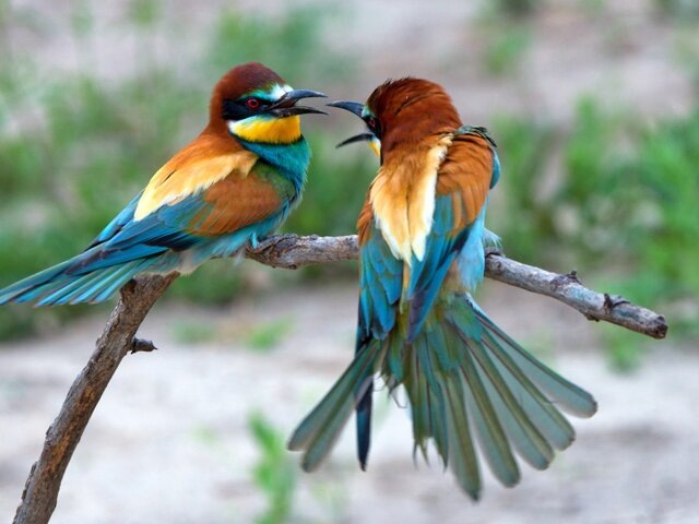    Фото: 123RF/oskanov