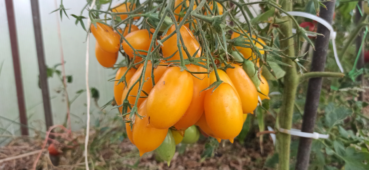 Интересный томат, очень высокорослый, прекрасный сладкий насыщенный вкус, очень урожайный. Купила семена в фирме Сады России. 