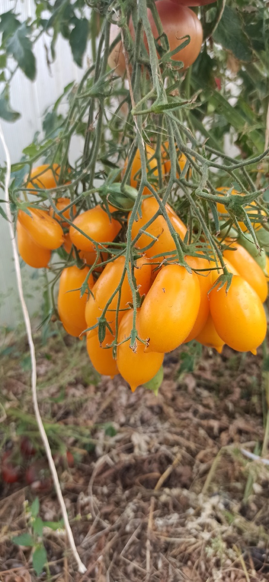 На следующий год обязательно посажу этот прекрасный томат, использую для маринование и для вяленых помидор. 