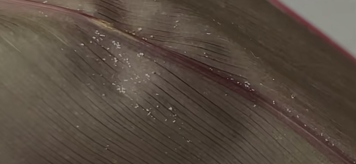 Паутинный клещ 