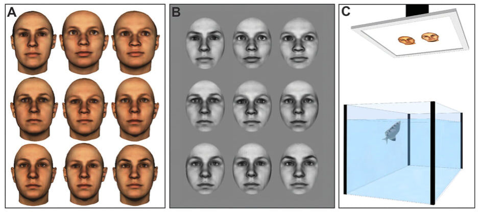 Эксперимент с лицами